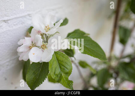 Apple Blossom sur l'espalier arbre en face du mur blanc au printemps Banque D'Images