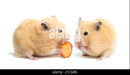 Deux hamsters drôle sur fond isolé blanc mange Banque D'Images