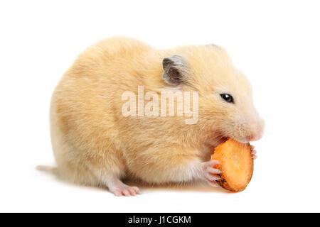 Hamster rigolo mange sur blanc fond isolé Banque D'Images