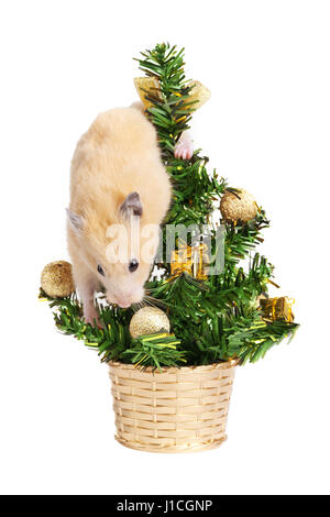 Sur l'arbre de Noël de hamster isolated on white Banque D'Images