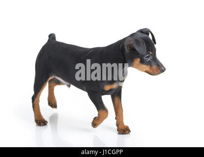 Chiot pinscher nain isolated on white Banque D'Images