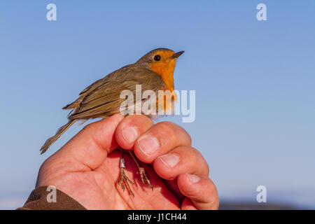 Robin, Erithacus rubecula aux abords d'oiseaux, est tenue à une main de femme de la sonnerie, ou des bandes, dans la station d'oiseaux Jomfruland Norvège Banque D'Images