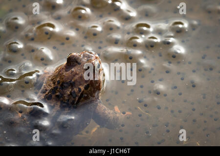 Brun commun européen, la grenouille Rana temporaria, homme veillant sur le les oeufs récemment pondus. Dans Baneheia Kristiansand Norvège Banque D'Images