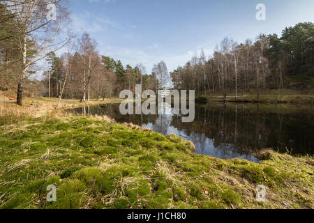Svarttjern est un étang de Baneheia à Kristiansand, Norvège. Au printemps il est rempli de grenouilles, crapauds et salamandres Banque D'Images