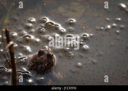 Brun commun européen, la grenouille Rana temporaria, homme veillant sur le les oeufs récemment pondus. Dans Baneheia Kristiansand Norvège Banque D'Images