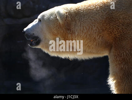 L'ours polaire Zoo de Cincinnati avec la condensation Banque D'Images