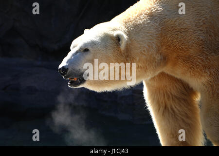 L'ours polaire Zoo de Cincinnati avec la condensation Banque D'Images