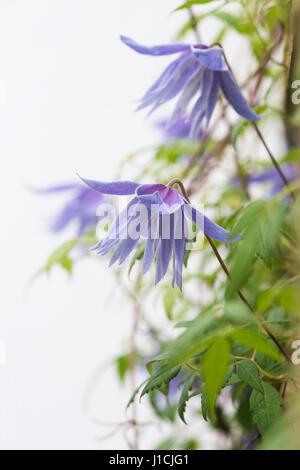 Clematis macropetala 'lagoon' fleur. Clematis alpina Lagon bleu sur un fond blanc. Banque D'Images