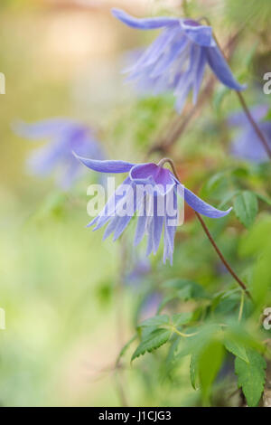 Clematis macropetala 'lagoon' fleur. Clematis alpina Blue Lagoon Banque D'Images