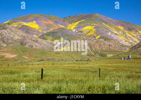 Tapis de Fleurs sauvages les champs et les collines du Carrizo Plains National Monument pendant un super bloom 2 avril 2017 dans le sud-est du comté de San Luis Obispo, en Californie. Hiver record tout au long de la Californie a conduit à enregistrer fleurs fleurs sauvages dans la région. Banque D'Images