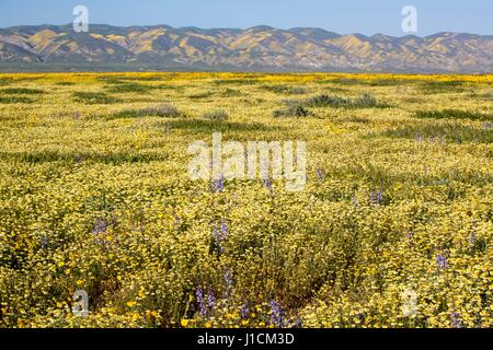 Tapis de Fleurs sauvages les champs et les collines du Carrizo Plains National Monument pendant un super bloom 10 avril 2017 dans le sud-est du comté de San Luis Obispo, en Californie. Hiver record tout au long de la Californie a conduit à enregistrer fleurs fleurs sauvages dans la région. Banque D'Images