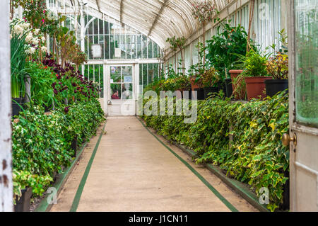 Palm house, Belfast Banque D'Images