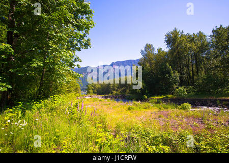 Paysage unique dans la région de Columbia Gorge, qui est un panorama spectaculaire de la faune dans toute sa gloire. Des rangées d'arbres, l'herbe verte avec fleurs divers Banque D'Images