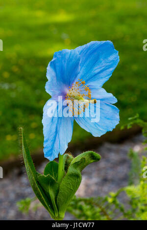 Un Pavot Bleu de l'Himalaya (Meconopsis betonicifolia) dans le jardin boisé à Aberglasney House and Gardens, Llangathen, Carmarthenshire, Pays de Galles, Royaume-Uni Banque D'Images