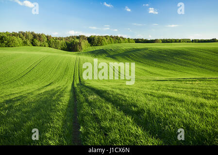 Champ vert écologique de jeune blé au bord de la forêt dans la soirée Banque D'Images
