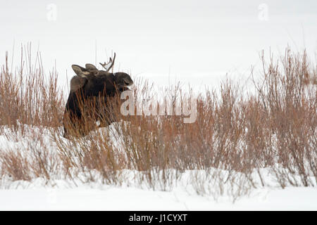 Elch / Orignal ( Alces alces ), jeune taureau avec juste un andouiller, se nourrissant de buissons, dans la neige, hiver, Yellowstone NP, USA. Banque D'Images