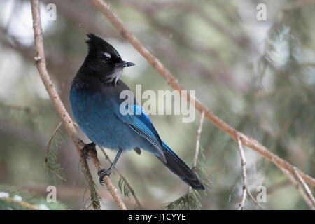 Le geai de Steller (Cyanocitta stelleri / Diademhaeher ) perché dans un arbre, observant de conifères en arrière sur son épaule, région de Yellowstone, Montana, USA. Banque D'Images