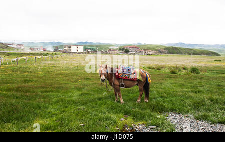 Prairie Tagong dans la province du Sichuan, Chine Banque D'Images