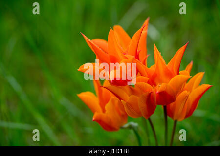 L'orange vif de ces tulipes appelé Ballerina fonctionne parfaitement avec le fond vert flou. Ils sont un véritable oeil-Catcher avec leur apparence quand ils s'ouvrent, révélant leur forme de nénuphars à plein effet. Banque D'Images