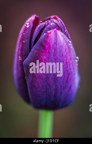 Gouttes de pluie à une tulipe nommé 'Reine de la nuit'. C'est velouté, marron foncé, en forme de coupe, unique fleur sur tige droite en mai est superbe,. Banque D'Images