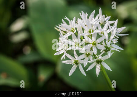 Les fleurs blanches caractéristiques de l'ail sauvage sont parfaitement comestibles – et jolies aussi – bien que la plante soit à son meilleur avant que trop de fleurs apparaissent. Banque D'Images