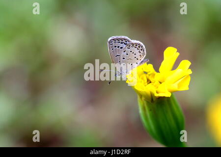 Nectar potable de beurre Banque D'Images