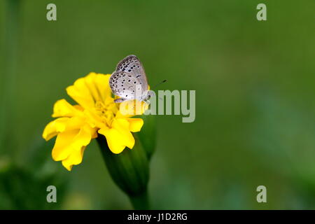 Nectar potable de beurre Banque D'Images