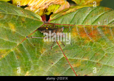 À pattes rouges (Pentatoma rufipes Bug Shield) reposant sur des feuilles au woodland Cheshire UK Juillet 54816 Banque D'Images