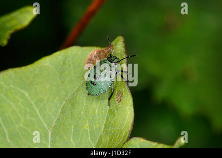 Green Shield Bug (Palomena prasina) nymphe reposant sur feuille, à la lisière de forêt Cheshire UK Août 59066 Banque D'Images