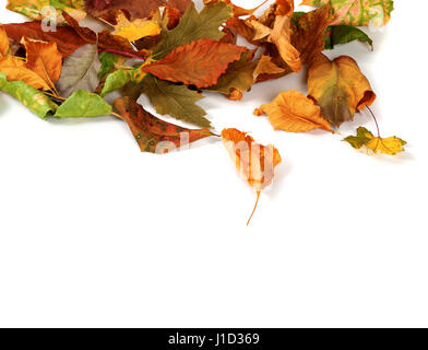 Automne feuilles séchées isolé sur fond blanc avec copie espace Banque D'Images