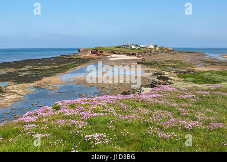 Hilbre Island Vue du sud depuis peu Hilbre à marée basse avec Thrift Armeria maritima (fleurs) en premier plan Dee Estuary Wirral UK Banque D'Images