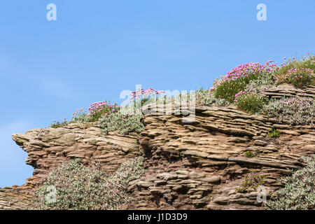 (Thrift Armeria maritima) en haut de la falaise de grès sur la Petite île Hilbre situé dans la bouche de l'estuaire de la Dee Wirral UK Peut 59057 Banque D'Images