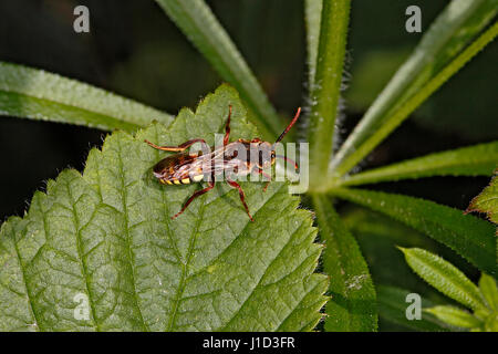 Nomad (abeille Nomada flava ou espèces panzeri) reposant sur le bord de la feuille à la woodland Cheshire UK Peut 59572 Banque D'Images