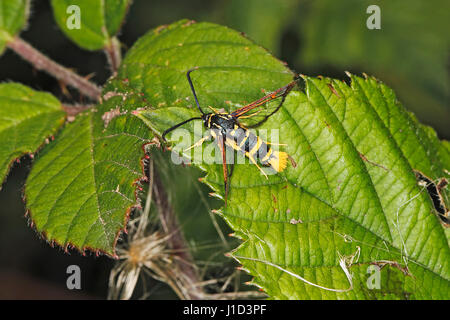 Sésie à pattes jaunes (Synanthedon vespiformis) femmes reposant sur des feuilles en haie en bord de champ Cheshire UK Août 3498 Banque D'Images