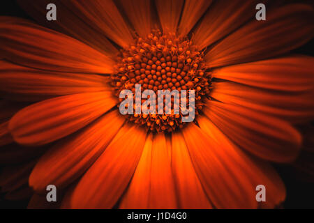 Un seul, isolé Calendula officinalis flower close up, se concentrant sur le centre de l'usine, dans une couleur rouge/orange foncé et noir backgrou Banque D'Images