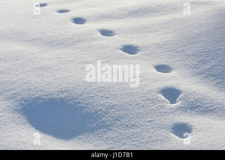 La piste des animaux d'un Renard roux / Rotfuchs ( Vulpes vulpes ) en hiver, marcher dans la neige profonde, NP Yellowstone, Wyoming, USA. Banque D'Images