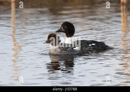 Garrot d'Islande / Spatelente (Bucephala islandica ) en hiver, en collaboration avec les jeunes femmes, la natation, une plus grande région de Yellowstone, aux États-Unis. Banque D'Images