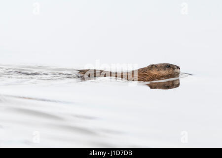 Le rat musqué / Bisamratte ( Ondatra zibethicus ) en hiver, la natation dans le cadre d'un plan d'eau, Grand Teton National Park, Wyoming, USA. Banque D'Images