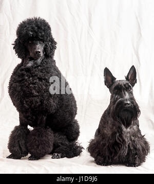 Portrait d'un caniche noir moyen ou moyen avec un Scottish Terrier chiens de race Banque D'Images