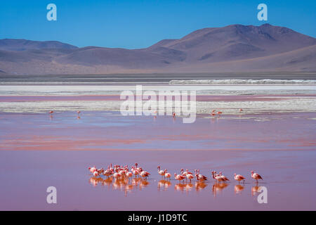 Les flamants roses de patauger dans les eaux rouges de la Laguna Colorada dans le sud de la bolivie Banque D'Images