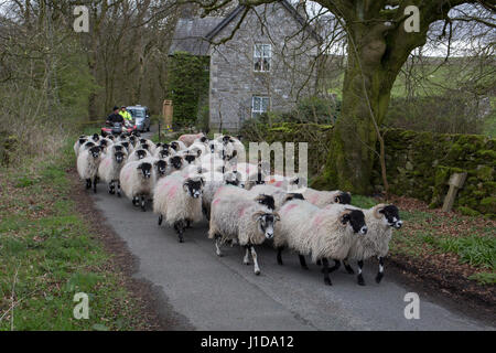 Suivie par des bergers, un troupeau de moutons font leur chemin le long d'un chemin de campagne, le 13 avril 2017, dans la région de Horton dans Ribblesdale, Yorkshire, Angleterre. Banque D'Images