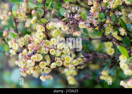 Close up de la jaune fleurs de printemps de l'arbuste à port en coussin, Berberis thunbergii 'Kobold' Banque D'Images