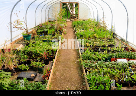 Bien approvisionnées polytunnel contenant des plantes pour la vente et l'utilisation dans le jardin de la maison du jardin, Devon Banque D'Images