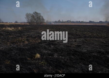 Les domaines de nettoyage les roseaux et l'herbe sèche. Catastrophe naturelle. La combustion de l'herbe sèche et de roseaux Banque D'Images