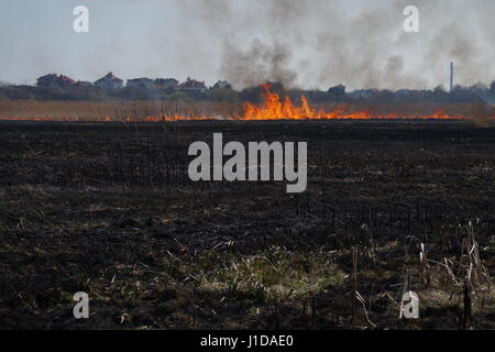 Les domaines de nettoyage les roseaux et l'herbe sèche. Catastrophe naturelle. La combustion de l'herbe sèche et de roseaux Banque D'Images