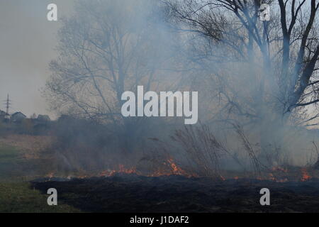 Les domaines de nettoyage les roseaux et l'herbe sèche. Catastrophe naturelle. La combustion de l'herbe sèche et de roseaux Banque D'Images