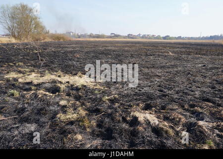 Les domaines de nettoyage les roseaux et l'herbe sèche. Catastrophe naturelle. La combustion de l'herbe sèche et de roseaux Banque D'Images