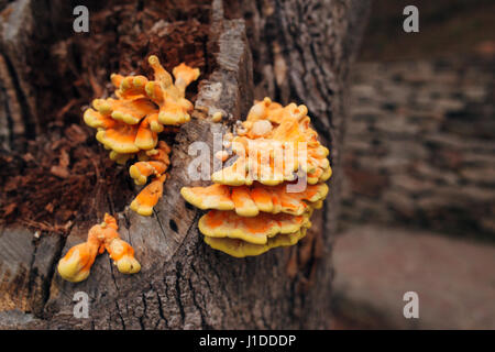 Big jaune champignons sur un arbre Banque D'Images