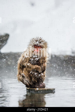 Macaque japonais sur les rochers près des sources chaudes. Japon. Nagano. Parc des singes Jigokudani. Banque D'Images