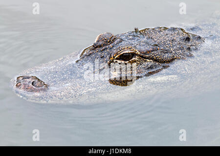 Close-up d'un Américain d'alligators, les yeux de la tête et l'extrémité de son museau sont juste au-dessus de la surface de l'eau.. Banque D'Images